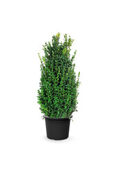 Buxus sempervirens