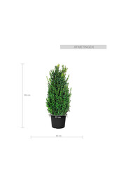 Buxus sempervirens