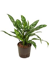 Centrale hydroélectrique Aglaonema Maria