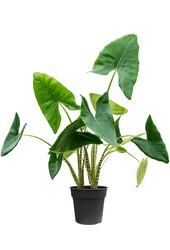 Alocasia Zebrina L