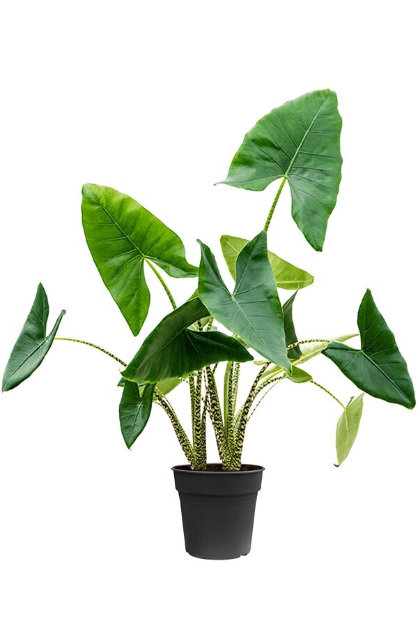 Alocasia Zebrina L