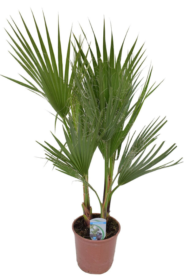 Washingtonia Palmier Mexicain S