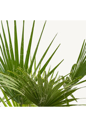 Washingtonia Palmier Mexicain S