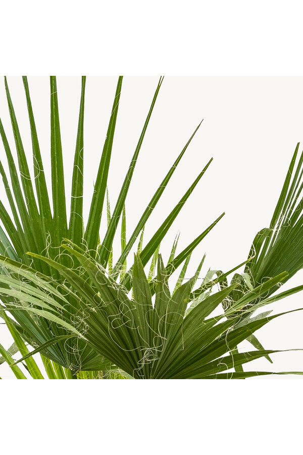 Washingtonia Palmier Mexicain S