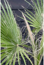 Washingtonia Palmier Mexicain S