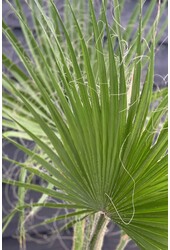 Washingtonia Palmier Mexicain S