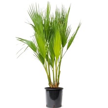Washingtonia