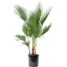 Washingtonia
