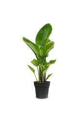 Strelitzia Nicolai  Oiseau du Paradis S