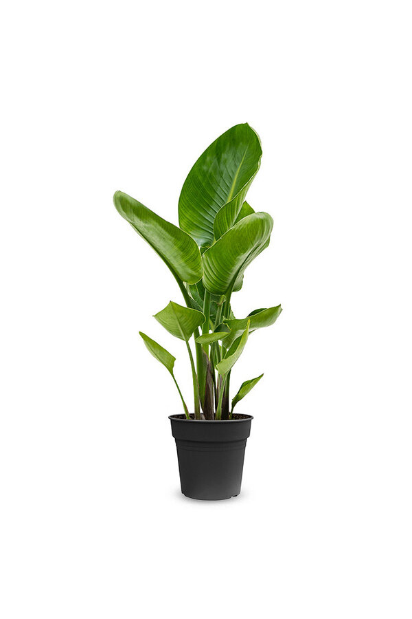 Strelitzia Nicolai  Oiseau du Paradis S