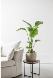 Strelitzia Nicolai  Oiseau du Paradis S