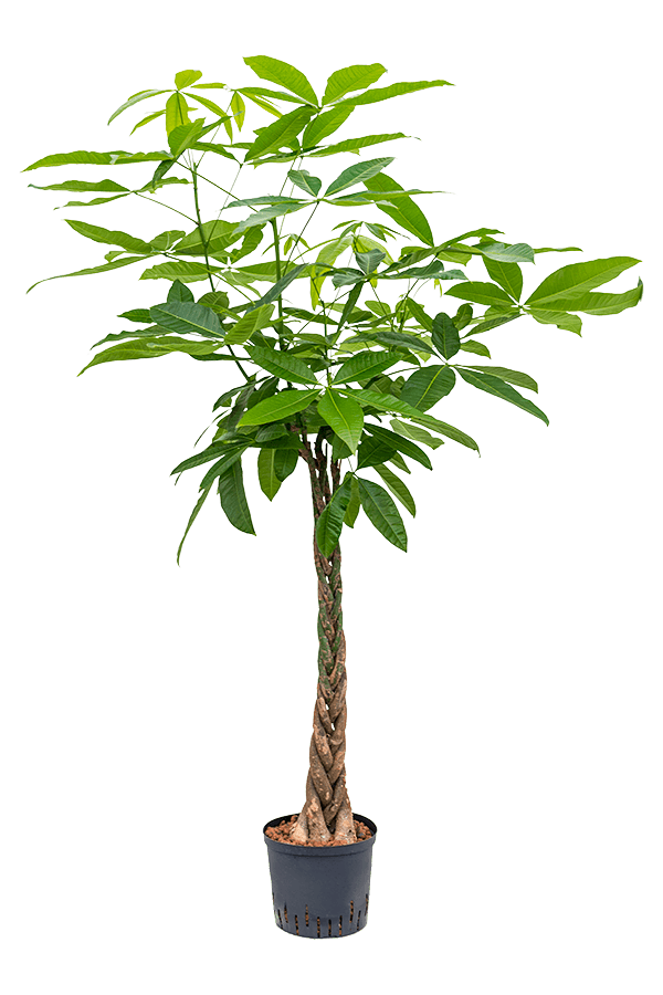 Plante aquatique Pachira aquatica