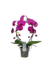 Miroir Orchidée Miracle Mulan