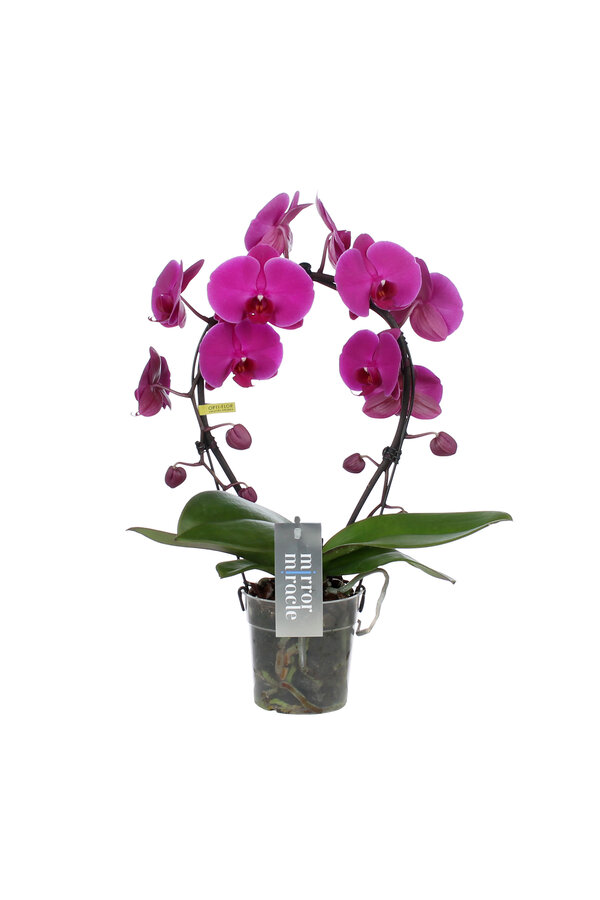 Miroir Orchidée Miracle Mulan