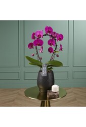 Miroir Orchidée Miracle Mulan