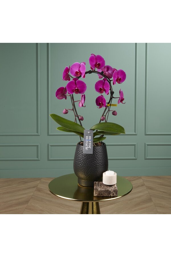 Miroir Orchidée Miracle Mulan