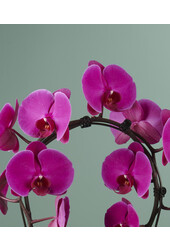 Miroir Orchidée Miracle Mulan