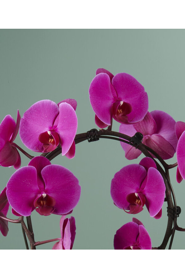 Miroir Orchidée Miracle Mulan