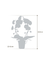 Miroir Orchidée Miracle Mulan