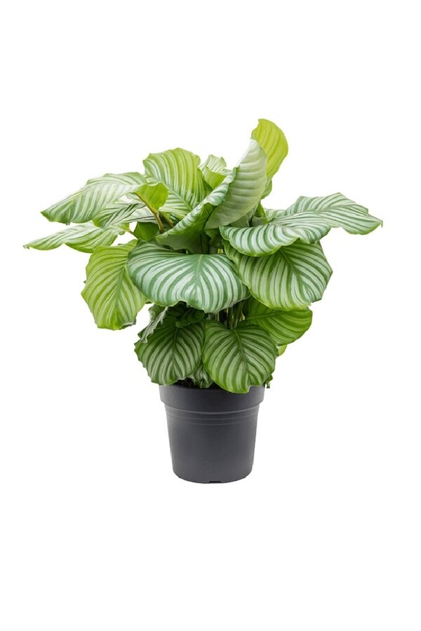 Calathea orbifolia