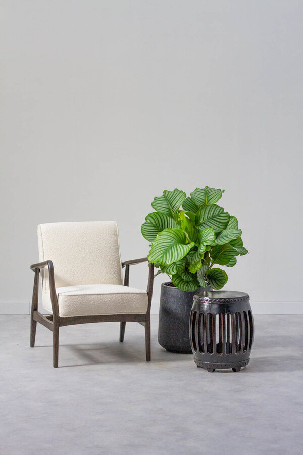 Calathea orbifolia