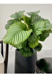 Calathea orbifolia