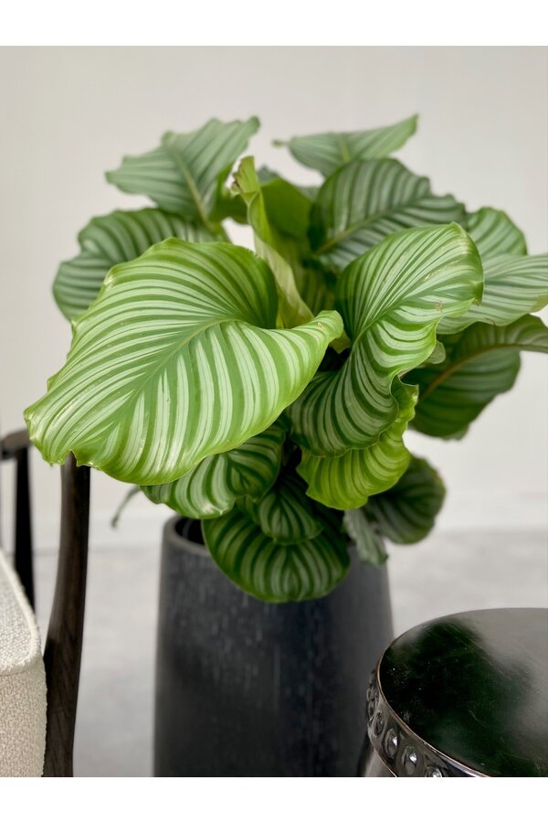 Calathea orbifolia
