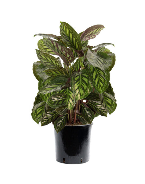 Calathea