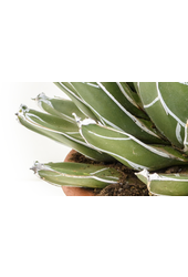 Agave Victoria Reginae