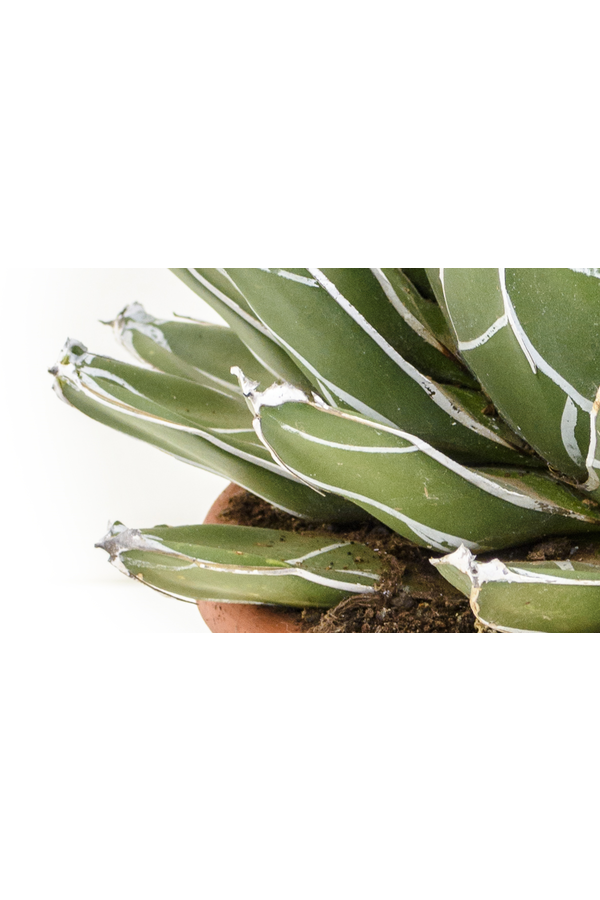 Agave Victoria Reginae