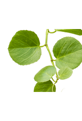 Cissus Rotundifolia