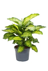 Dieffenbachia Maroba