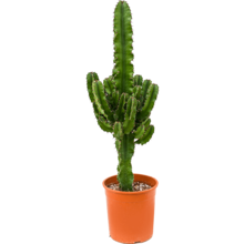 Euphorbe