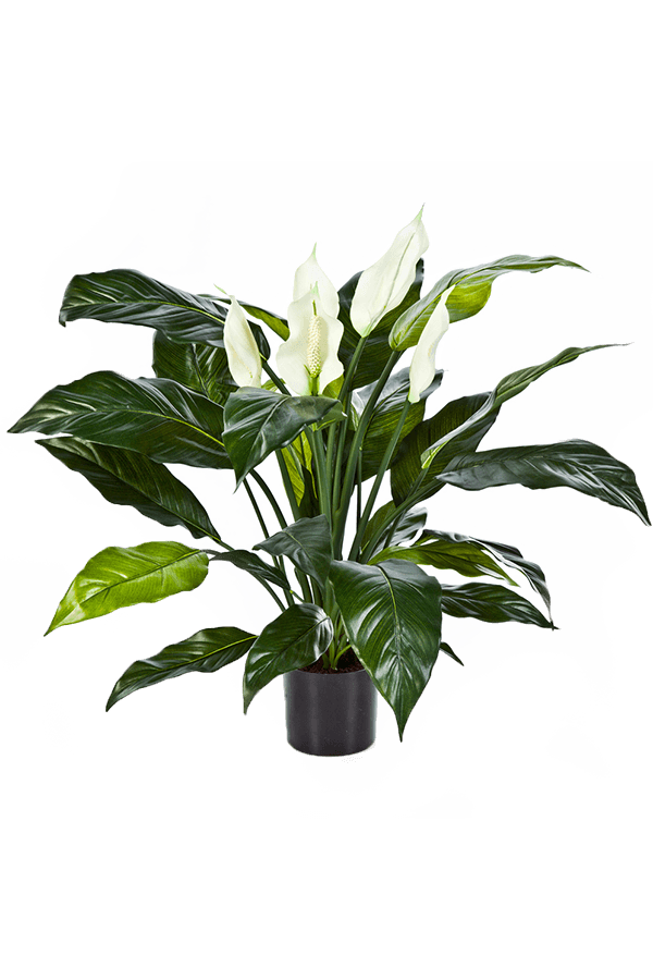 Plante artificielle Spathiphyllum