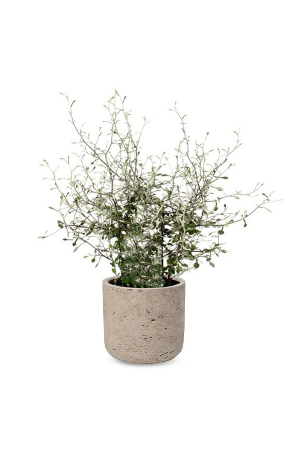 Feuille verte Maori dans un pot Charlie Grey