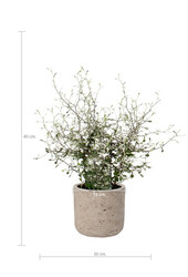 Feuille verte Maori dans un pot Charlie Grey