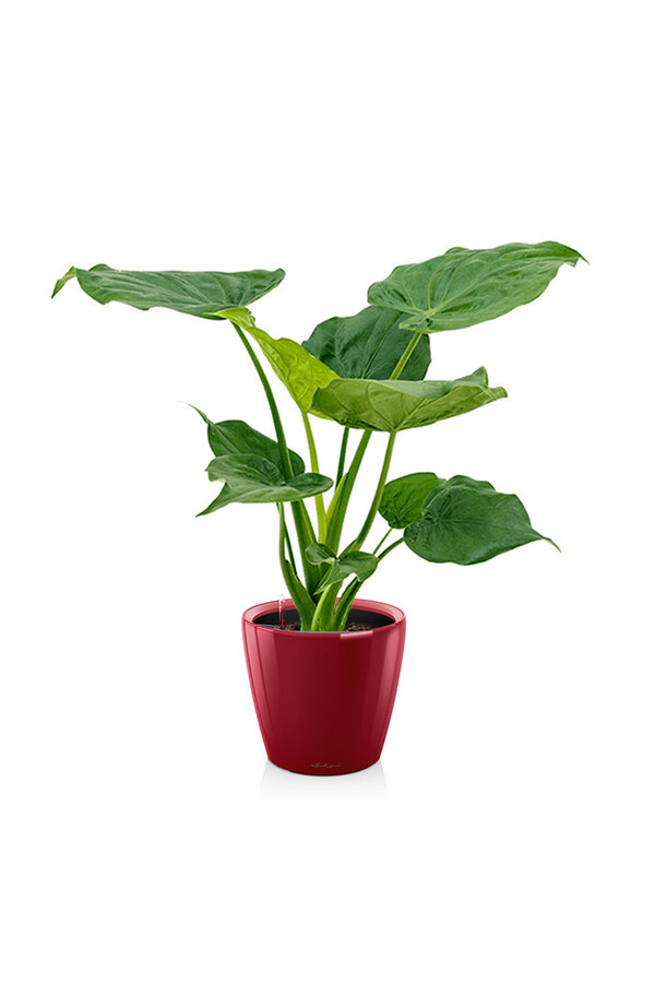 Alocasia Cucullata dans l'aquarium Classico