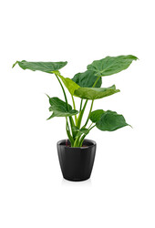 Alocasia Cucullata dans l'aquarium Classico