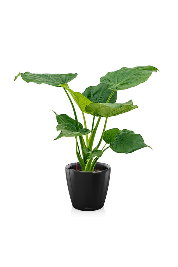 Alocasia Cucullata dans l'aquarium Classico