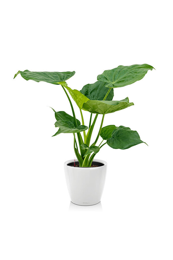 Alocasia Cucullata dans l'aquarium Classico