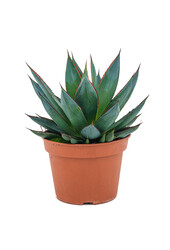 Agave Shaka Zulu