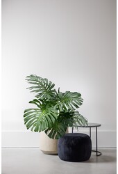 Plante à trous Monstera XXL