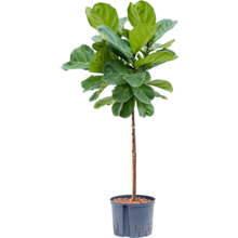 Plante aquatique Ficus Lyrata