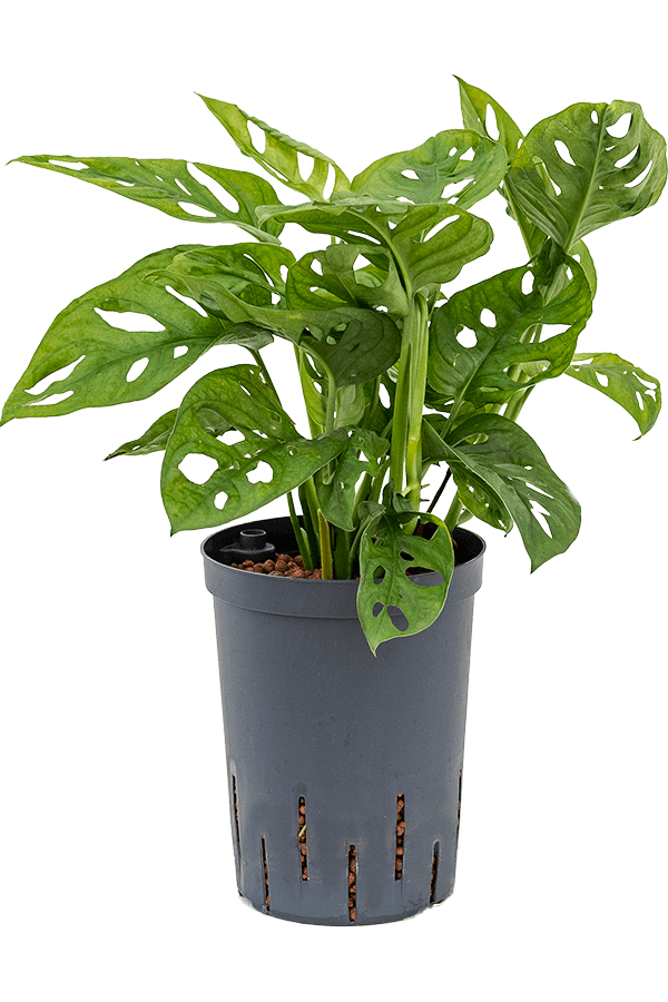 Plante aquatique Monstera obliqua