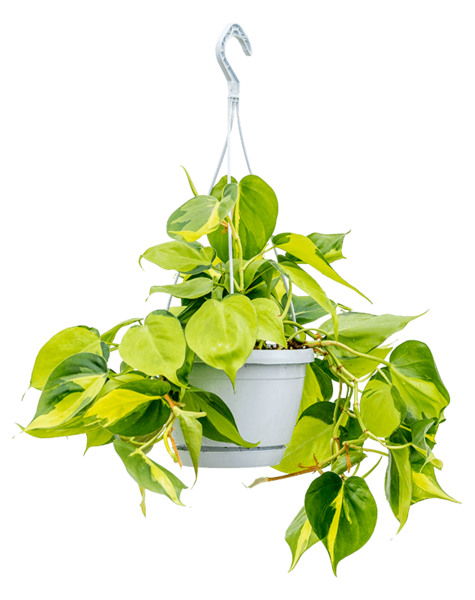 Philodendron