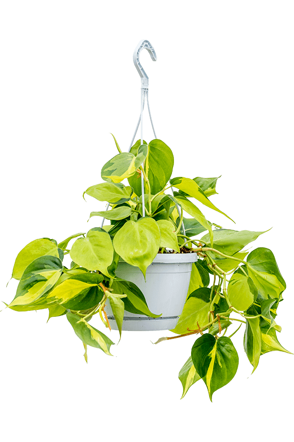 Philodendron scandens brasil