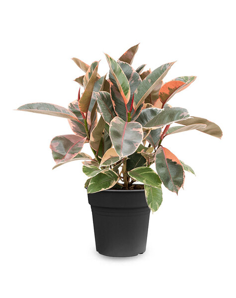Ficus Elastica