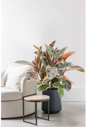 Ficus Elastica Belize