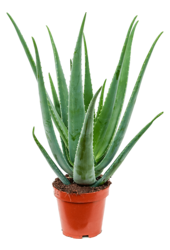 Aloe Vera L