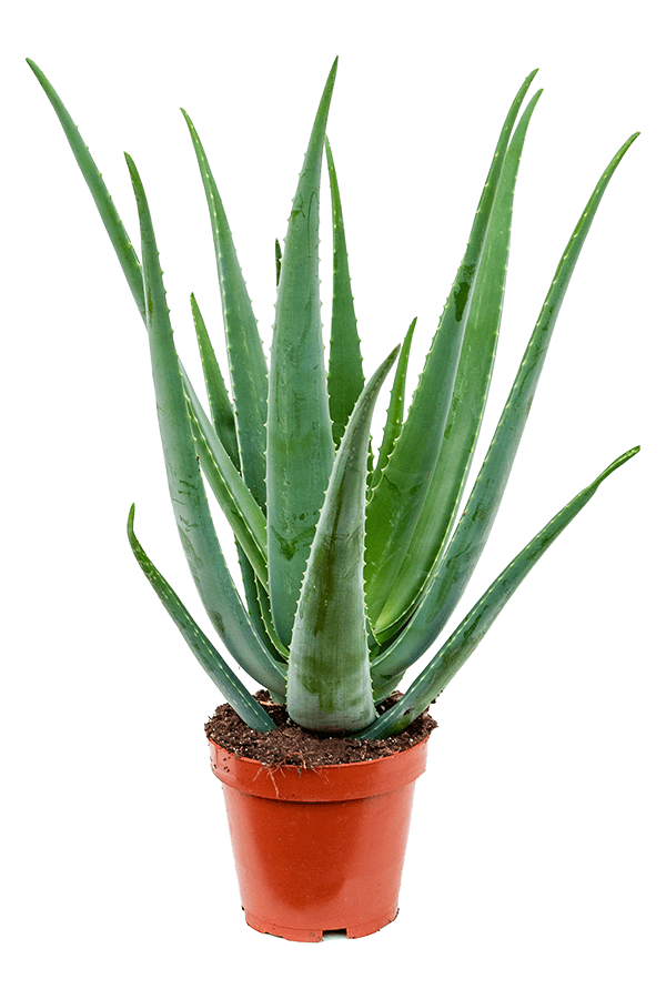 Aloe Vera L